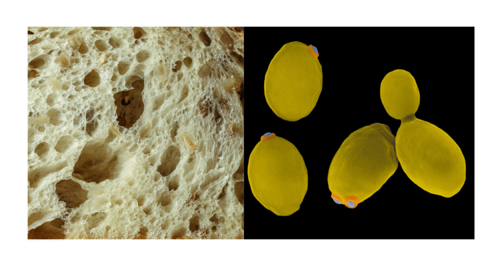 Scientific image illustrating yeast dosage: left side shows a bread's crumb structure, right side shows Saccharomyces yeast under a microscope.