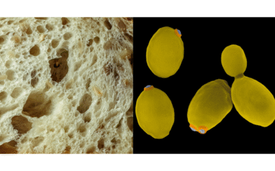 La Festa dei Saccaromiceti: Guida Biologica per Evitare il Caos nel Tuo Impasto