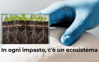 Il Ruolo dei Lactobacilli: Il Segreto Scientifico del Sapore del Pane