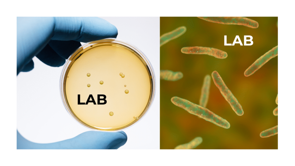 Immagine al microscopio di batteri Lactobacillus accanto alla scritta LAB (Lactic Acid Bacteria).