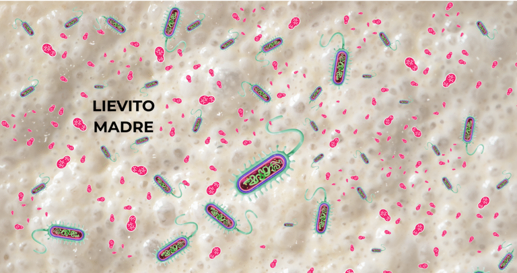 Infografica scientifica sulla simbiosi nel lievito madre che collega pane, panettone, cellule di lievito (eucariote) e batteri lattici (procariote) al concetto che la panificazione è scienza, non fortuna.