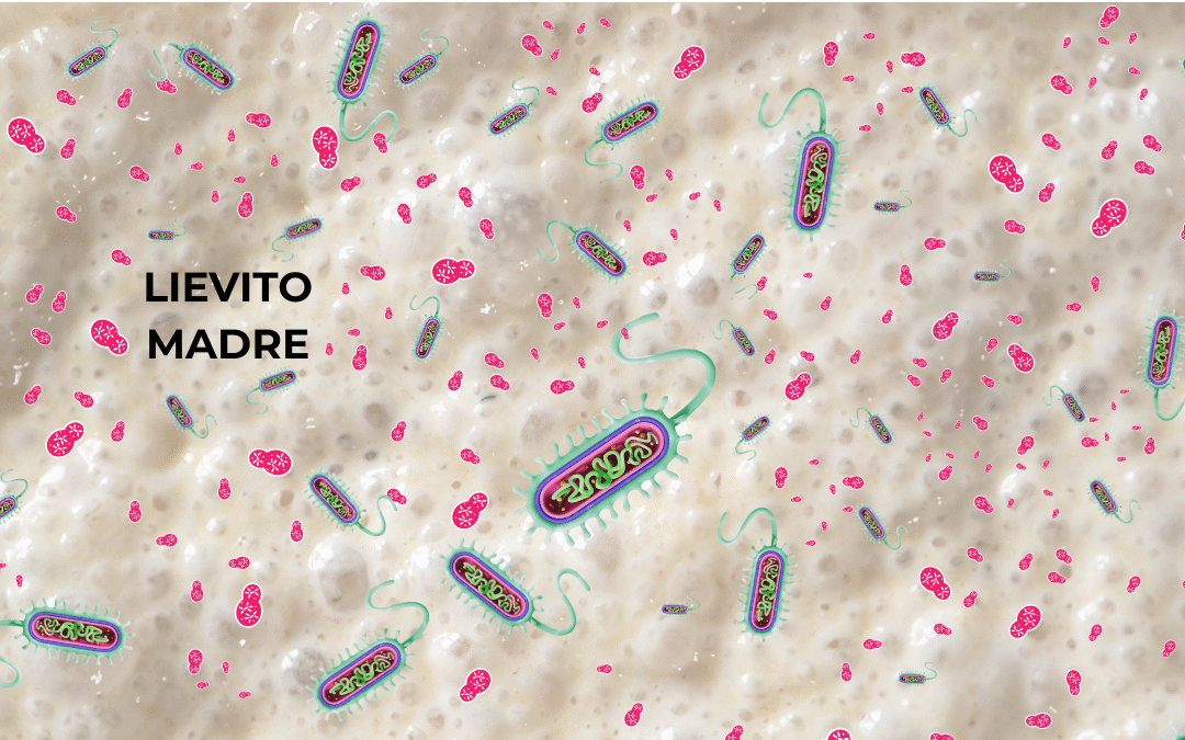 Lieviti e Batteri Lattici: La Simbiosi Segreta dietro un Grande Lievitato