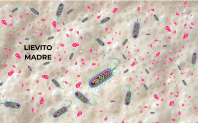 Lieviti e Batteri Lattici: La Simbiosi Segreta dietro un Grande Lievitato