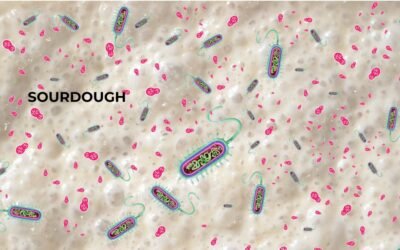 Yeast and Lactic Acid Bacteria: The Secret Symbiosis Behind a Great Leavened Cake