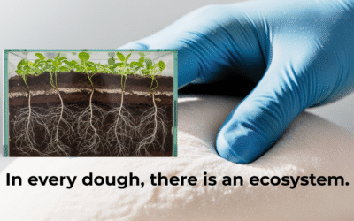 Ingredient Spotlight: Lactobacillus, the Invisible Custodians of our Terroir