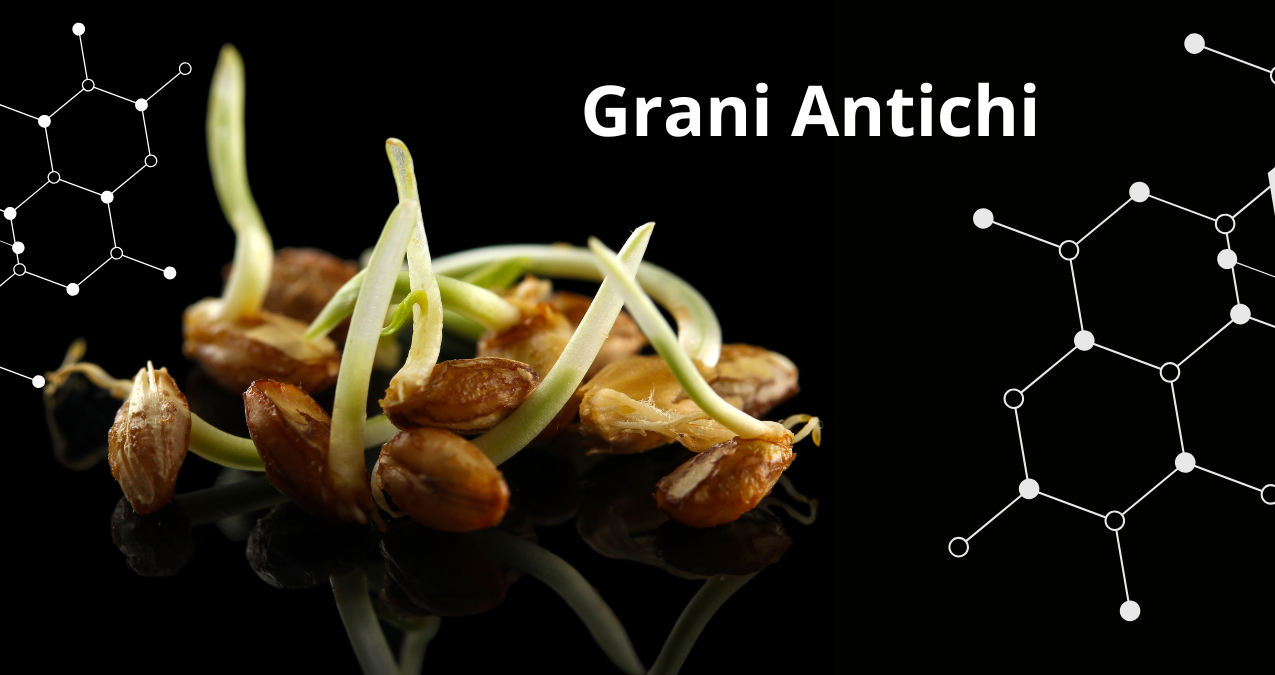 Semi di grani antichi che germogliano.