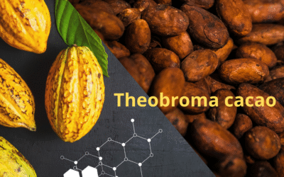 Come Tostare le Fave di Cacao in Forno: La Guida Pratica