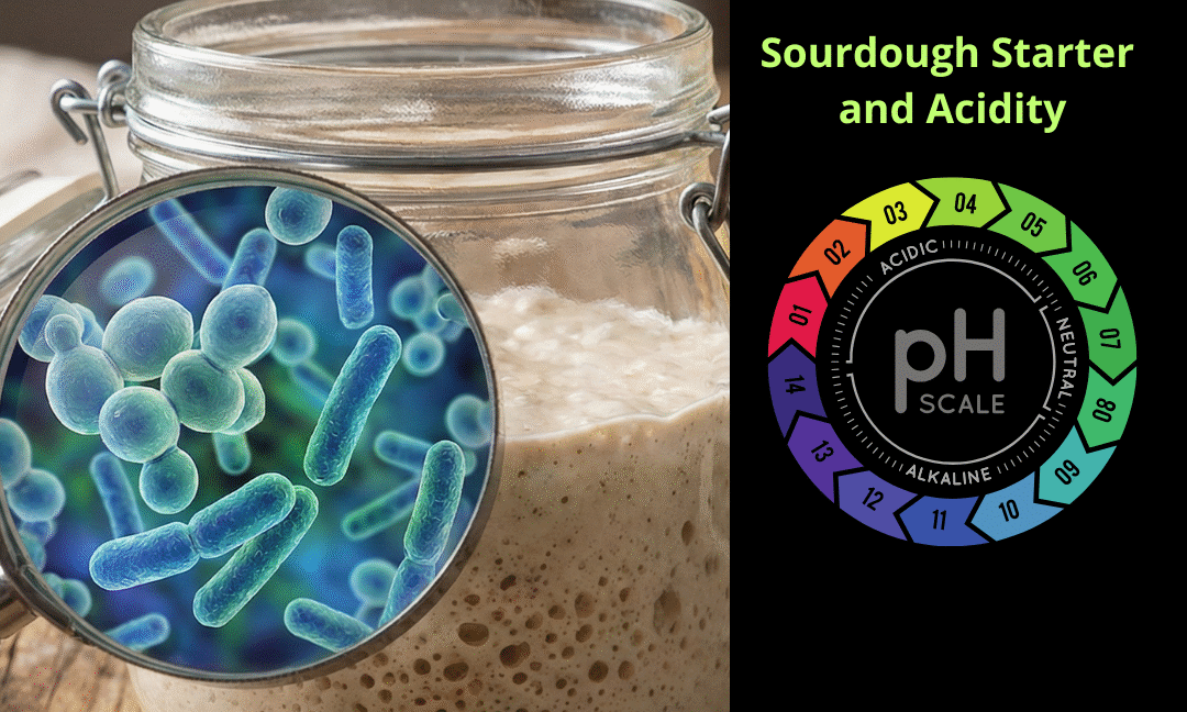 Sourdough starter jar with microscopic focus on bacteria and pH scale for acidity control