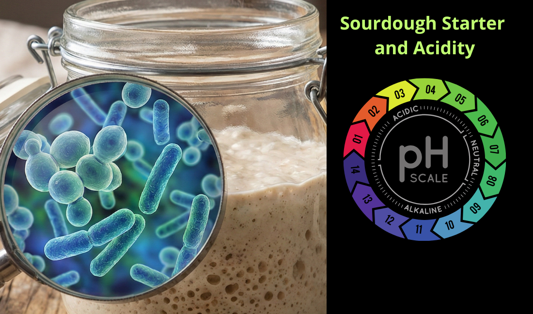 Sourdough starter jar with microscopic focus on bacteria and pH scale for acidity control